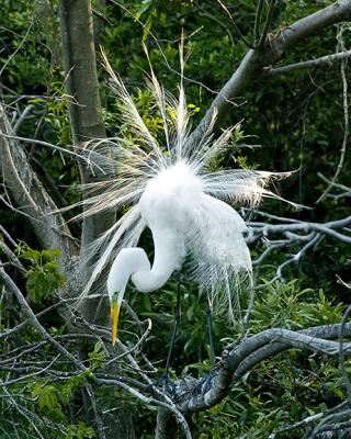 egret 1 4email.jpg