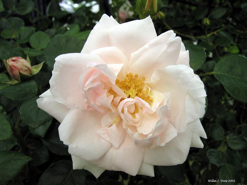 Willa's Tea Rose