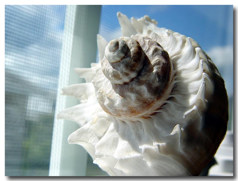 Sea Shell On My Window Sill Revisited