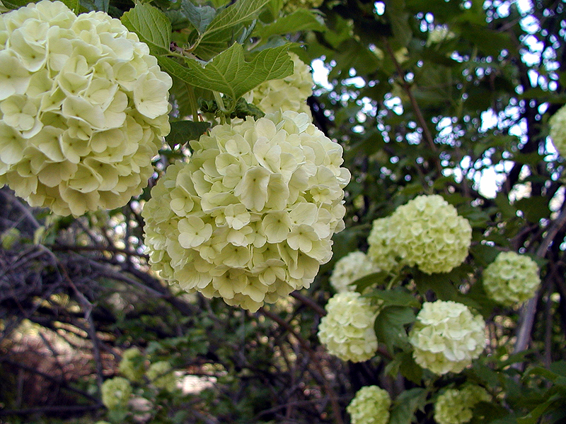 White Lilac