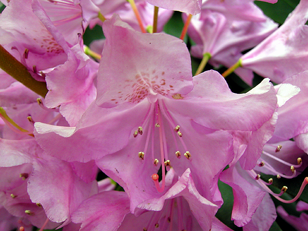 Rhododendrons