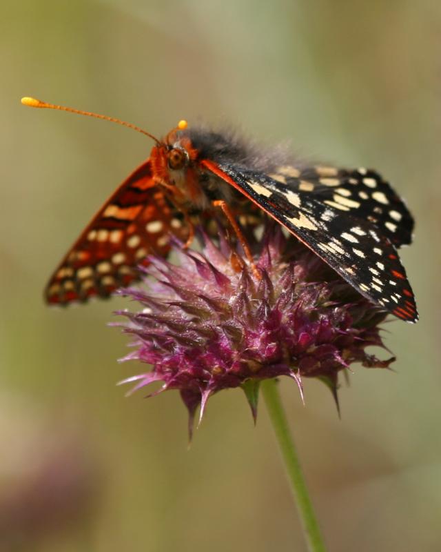 Checkerspot on Chia (Salvia)