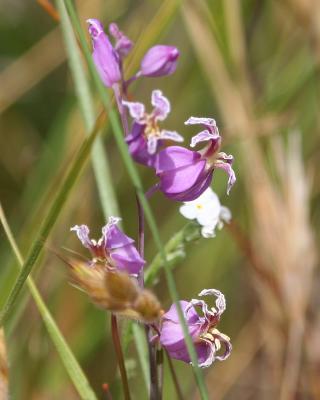 Bristly Jewelflower (Streptanthus glandulosus)