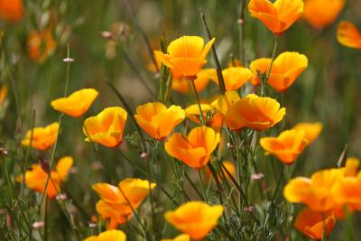 California Poppy (Eschscholzia californica)