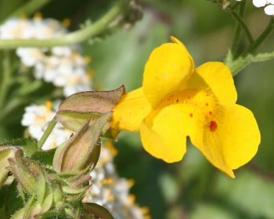 Yellow Monkeyflower (Mimulus guttatus)