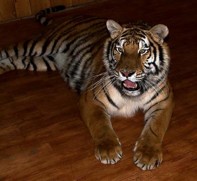Siberian Tiger2.jpg