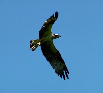 IMG_3811 osprey.jpg