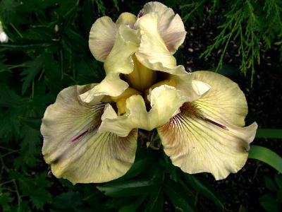 Iris    Champagne Elegance.jpg