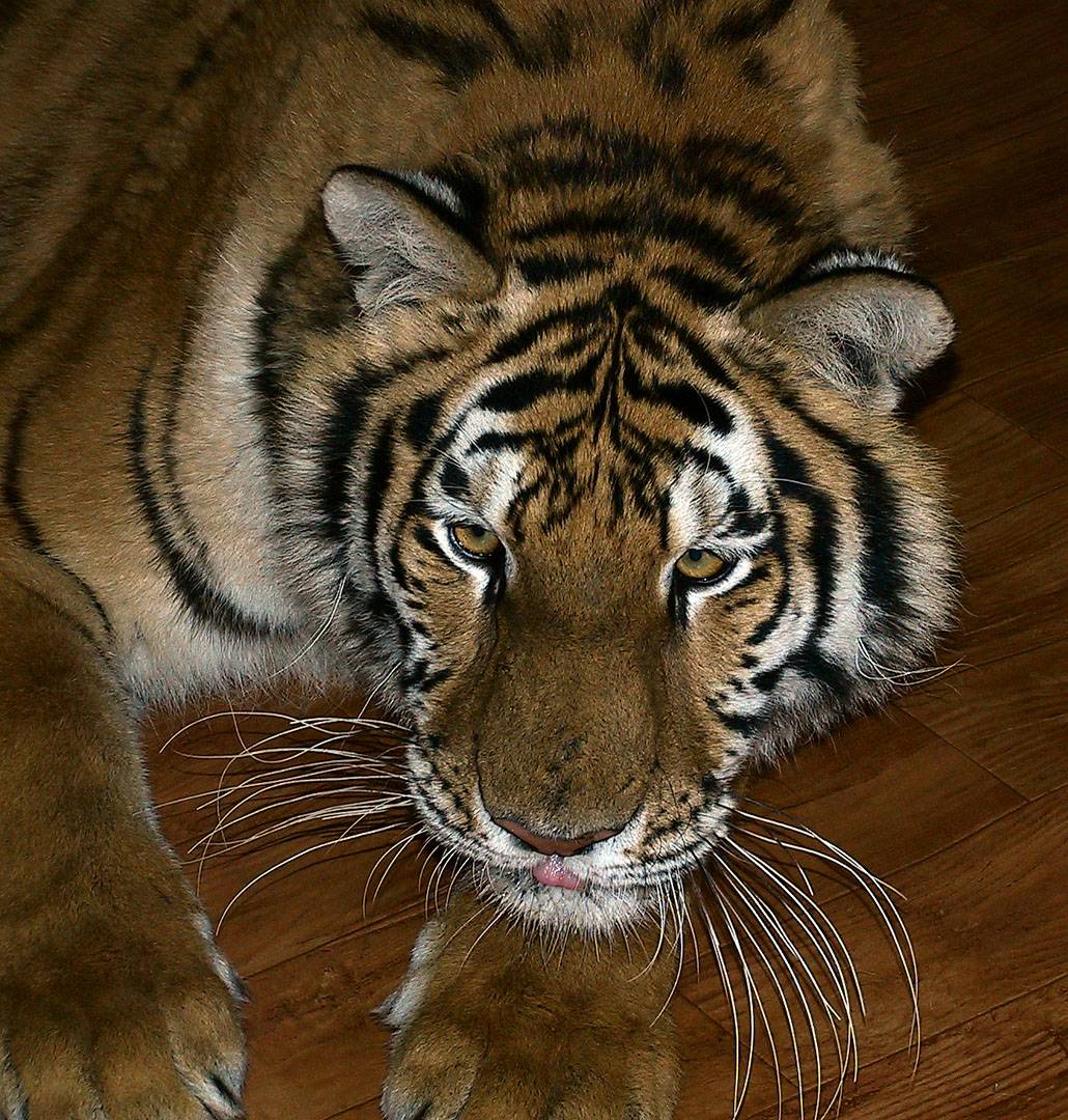 Siberian Tiger.jpg