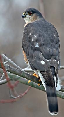 Sharp Shinned Hawk Accipiter Striatus