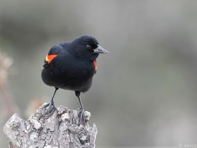 Red-Winged Blackbird Agelaius Phoeniceus