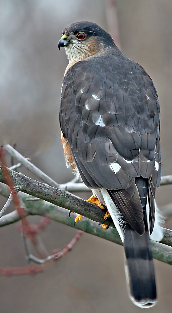 Sharp Shinned Hawk <i>Accipiter Striatus</i>
