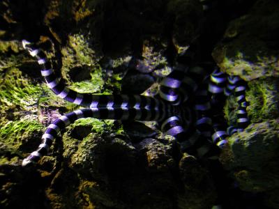 venomous sea snake. Laying at surface (reflection)