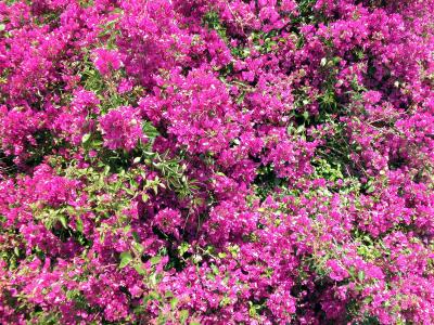 Bougainvillea