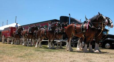 Clydesdales at Temecula Balloon and Wine Festival