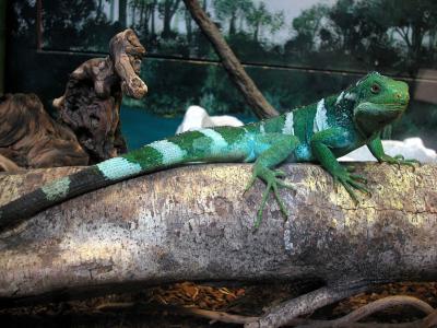 Fijian Banded Iguana