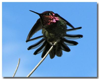 Hummingbird just taking off (not a shorebird :-)