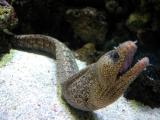 Young moray eel
