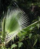 Palm - LA Zoo - CP 5000