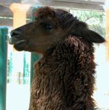 Young Llama - LA Zoo - CP 5000