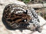Ocelot, up close and personal - LA Zoo - CP 5000