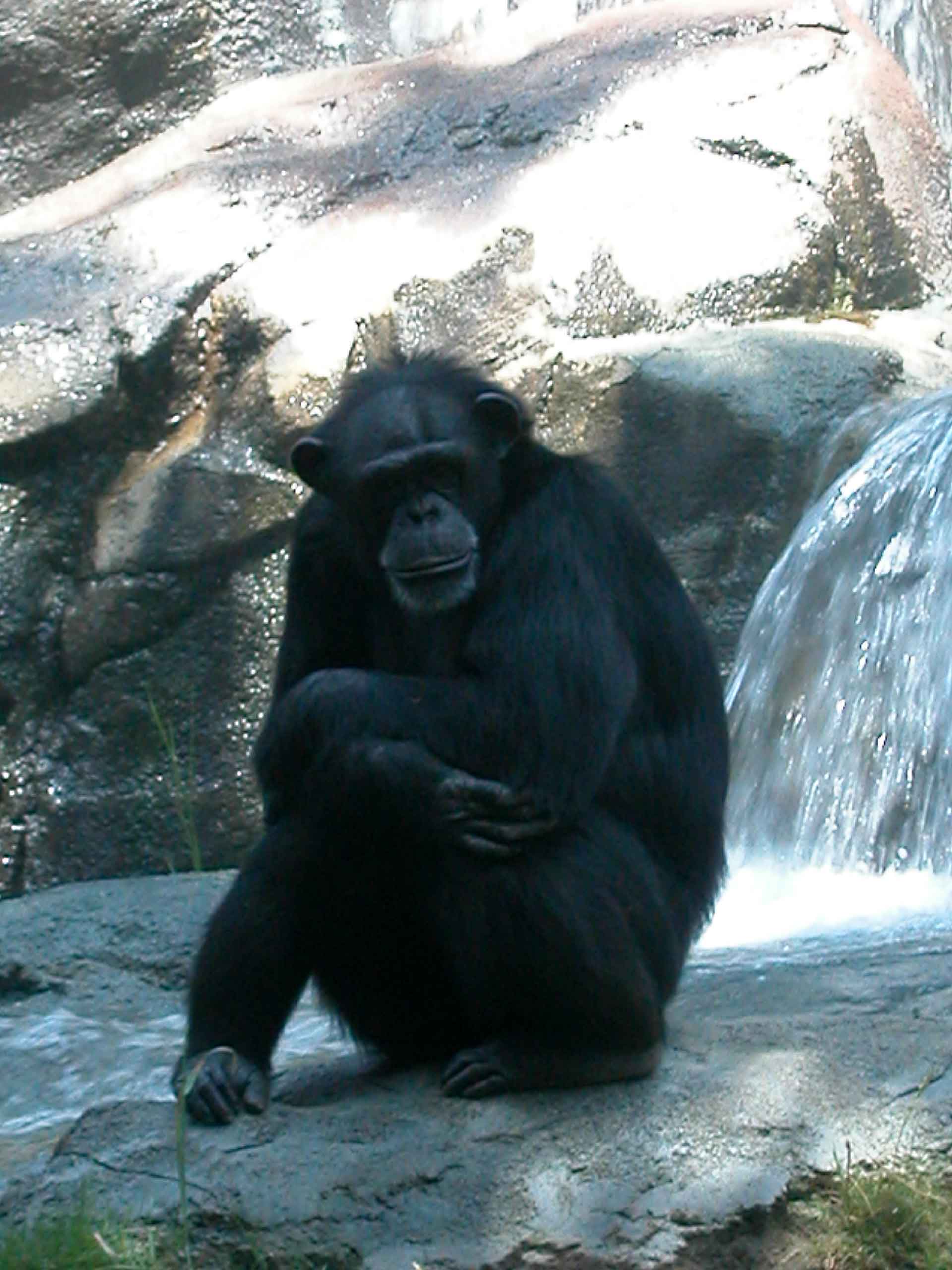 Chimp - LA Zoo - CP 5000