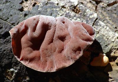 Tree Fungus