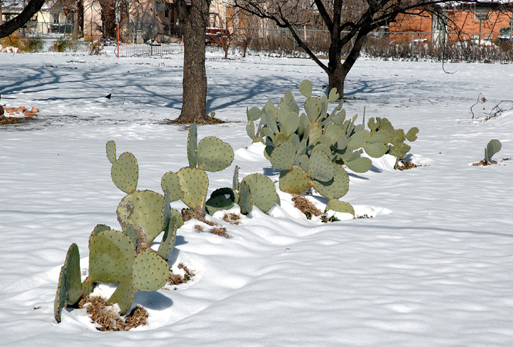 Cactus in the Snow