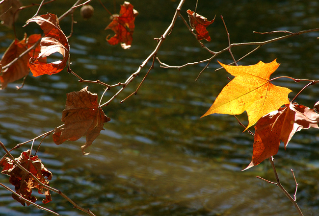 Holding on to Fall