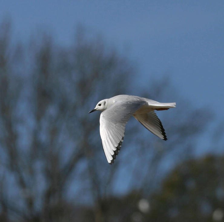 gull in flight.JPG