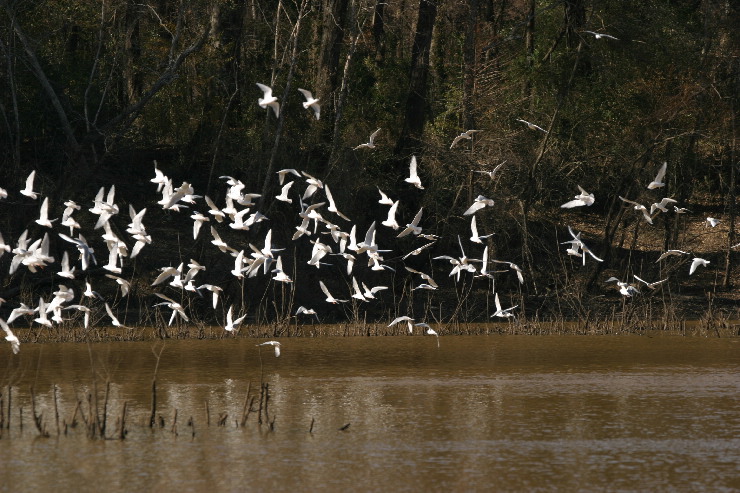 gulls rising.JPG