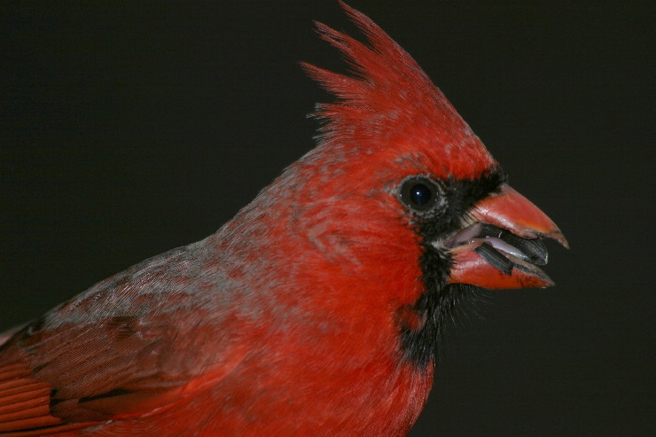 cardinal close up.JPG