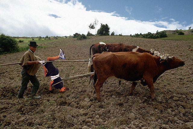 Plow boy.jpg