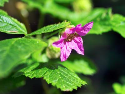 wild flowers