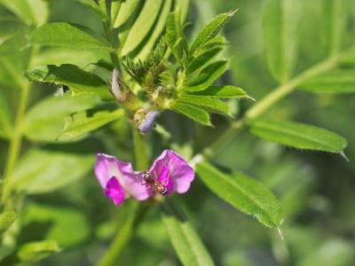 wild flowers