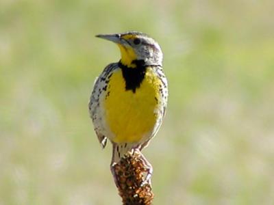 smlark.jpg