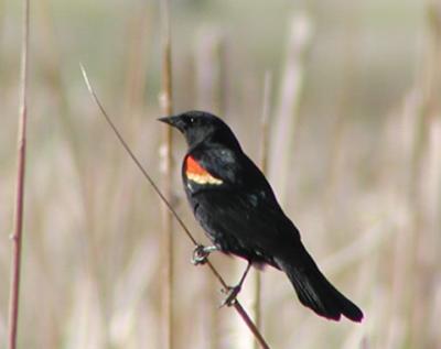 redwing2.jpg