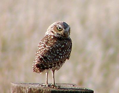 burrowingowl.jpg