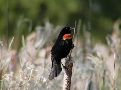 redwing4web.jpg