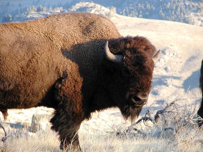 u11/yllstonewolf/medium/2533735.bisonbullweb2.jpg