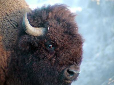 u11/yllstonewolf/medium/2533736.bisonbullweb.jpg