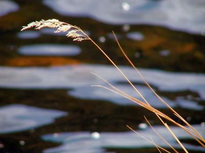 Cub Lake Grass