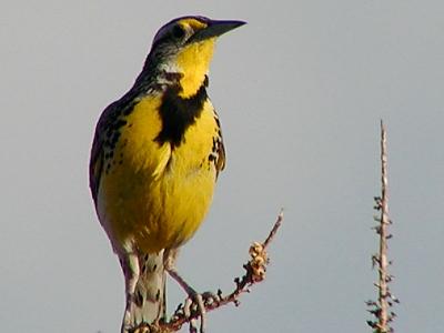 larkweb.jpg