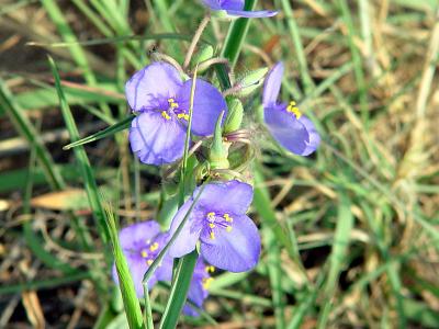 Spider Wort