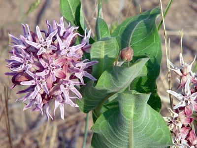 Milkweed