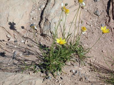 Desert Flowers - Canyonlands
