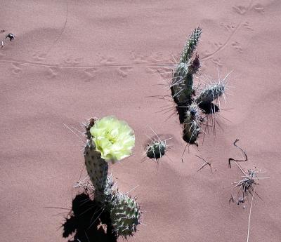 Prickly Pear and Tracks
