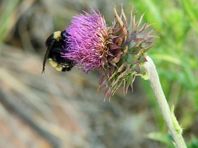 Bumble Bee Thistle
