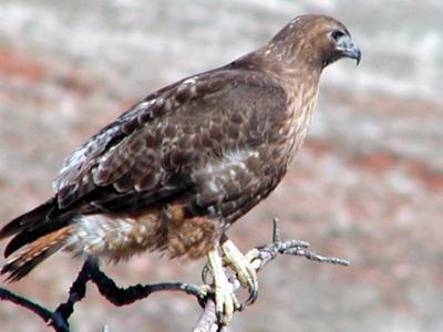 redtailweb.jpg