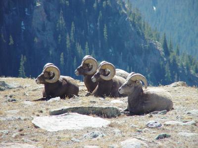 Four Bighorn Sheep
